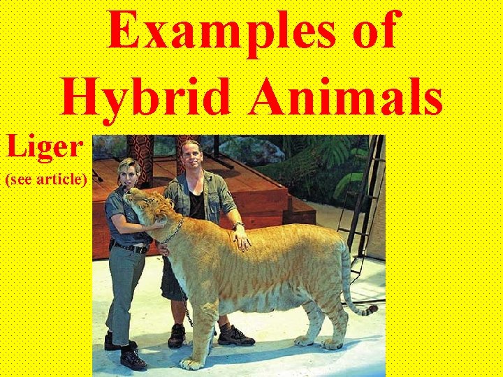 Examples of Hybrid Animals Liger (see article) 