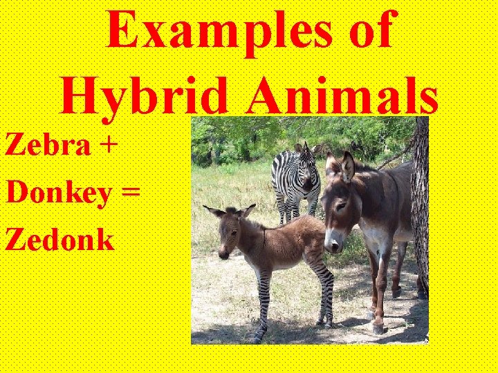 Examples of Hybrid Animals Zebra + Donkey = Zedonk 