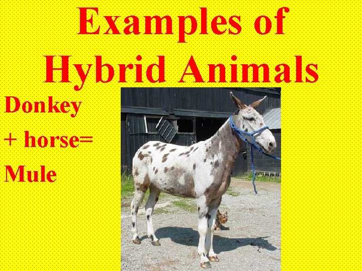 Examples of Hybrid Animals Donkey + horse= Mule 