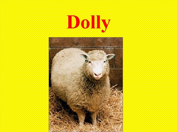 Dolly 