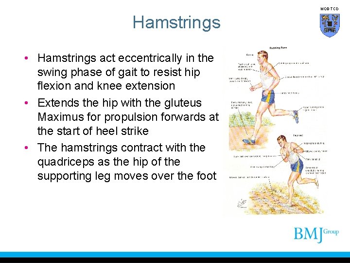 MOB TCD Hamstrings • Hamstrings act eccentrically in the swing phase of gait to
