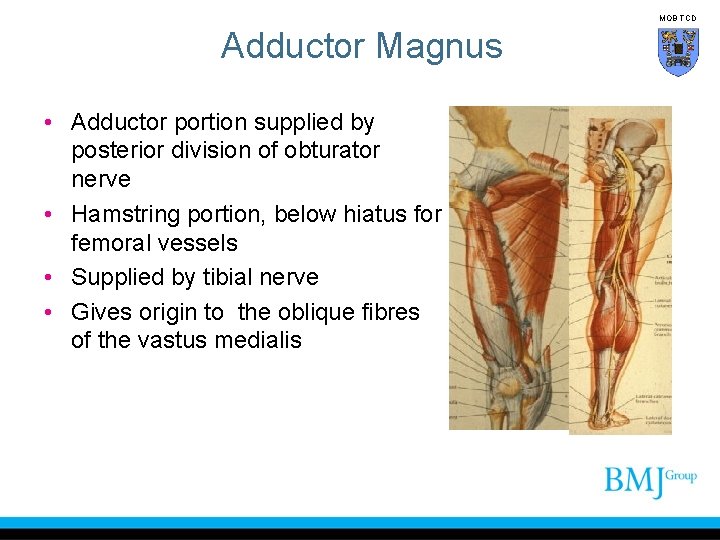 MOB TCD Adductor Magnus • Adductor portion supplied by posterior division of obturator nerve