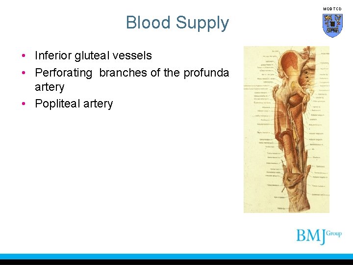 MOB TCD Blood Supply • Inferior gluteal vessels • Perforating branches of the profunda