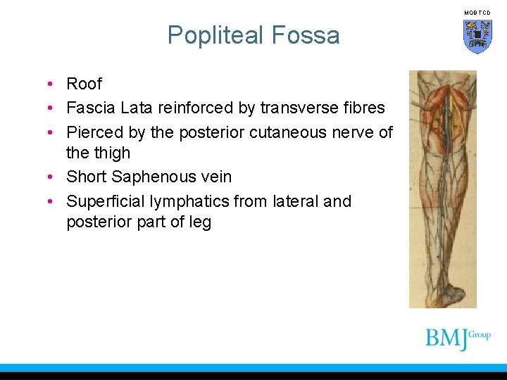 MOB TCD Popliteal Fossa • Roof • Fascia Lata reinforced by transverse fibres •