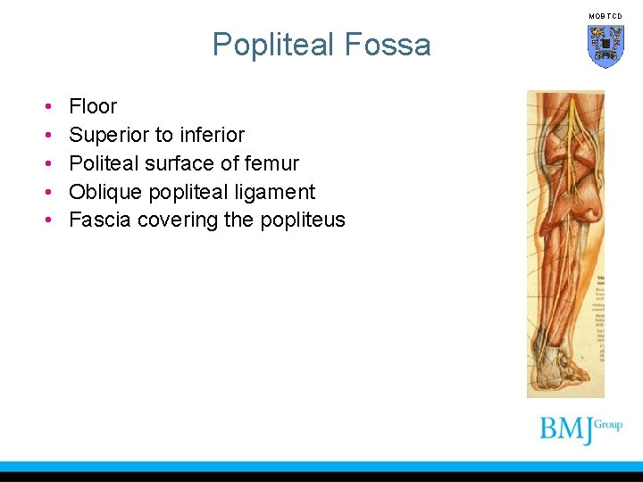 MOB TCD Popliteal Fossa • • • Floor Superior to inferior Politeal surface of