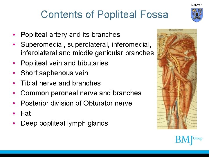 MOB TCD Contents of Popliteal Fossa • Popliteal artery and its branches • Superomedial,
