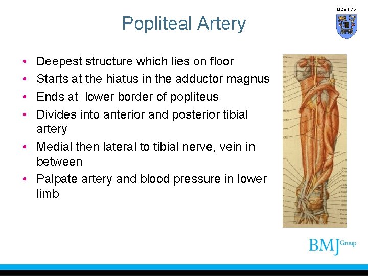 MOB TCD Popliteal Artery • • Deepest structure which lies on floor Starts at