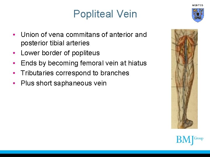 MOB TCD Popliteal Vein • Union of vena commitans of anterior and posterior tibial