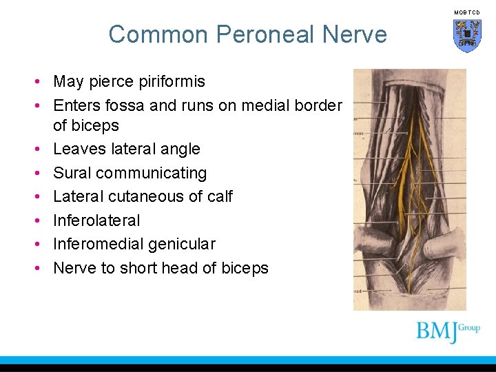MOB TCD Common Peroneal Nerve • May pierce piriformis • Enters fossa and runs