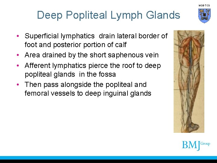 MOB TCD Deep Popliteal Lymph Glands • Superficial lymphatics drain lateral border of foot