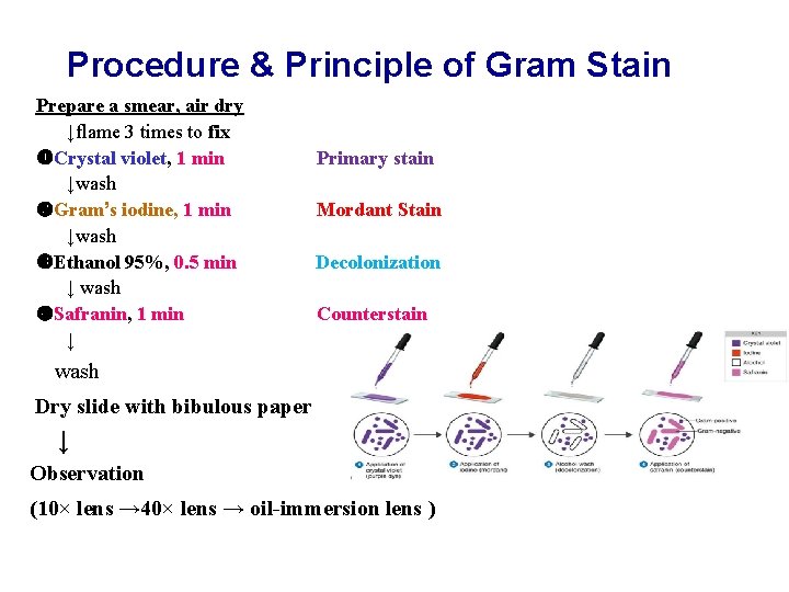 Procedure & Principle of Gram Stain Prepare a smear, air dry ↓flame 3 times