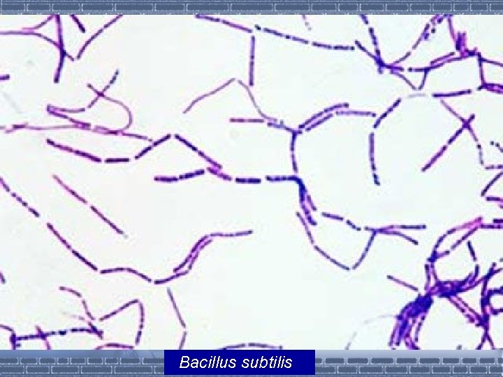 Bacillus subtilis 
