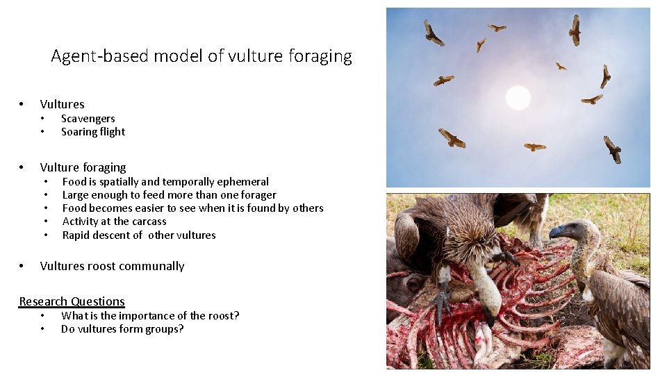Agent-based model of vulture foraging • Vultures • Vulture foraging • Vultures roost communally