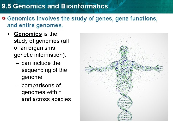 9. 5 Genomics and Bioinformatics Genomics involves the study of genes, gene functions, and