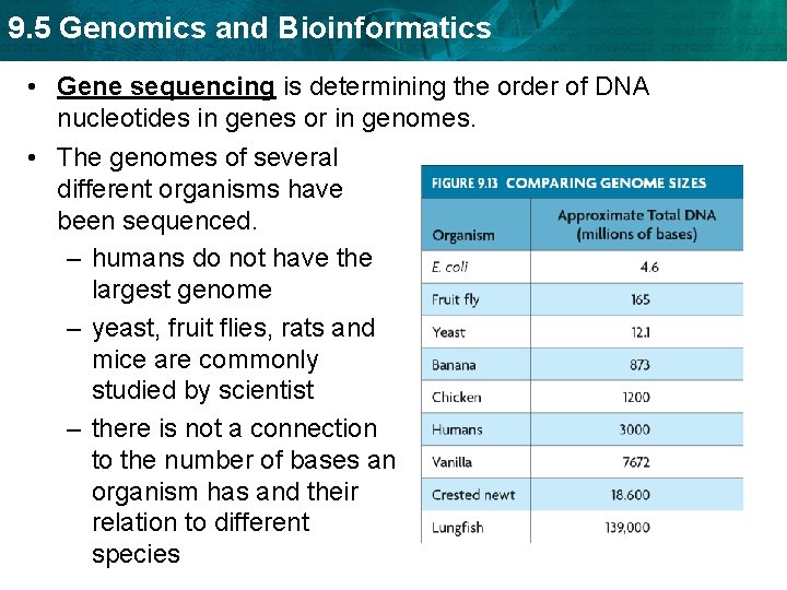 9. 5 Genomics and Bioinformatics • Gene sequencing is determining the order of DNA