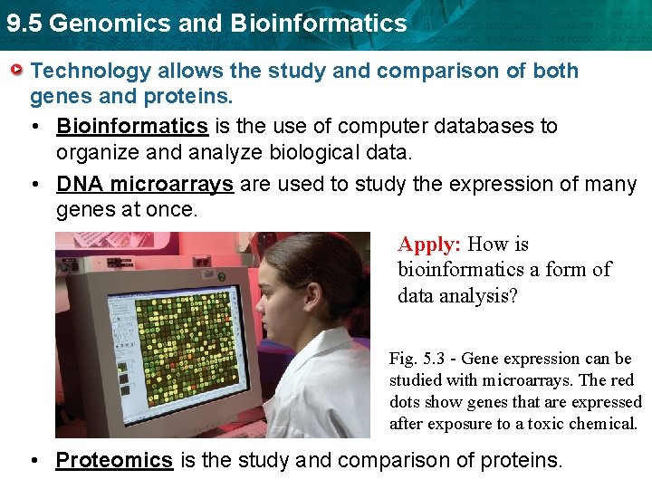 9. 5 Genomics and Bioinformatics Technology allows the study and comparison of both genes