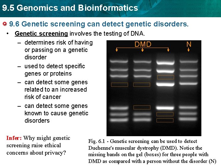9. 5 Genomics and Bioinformatics 9. 6 Genetic screening can detect genetic disorders. •