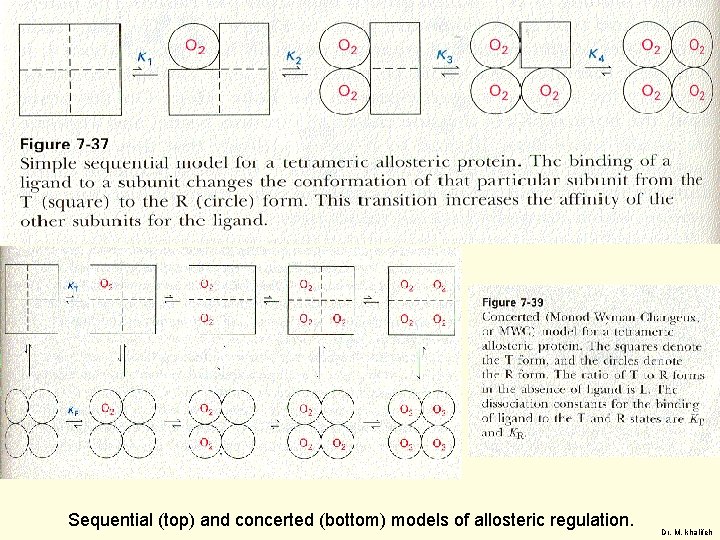 Sequential (top) and concerted (bottom) models of allosteric regulation. Dr. M. khalifeh 