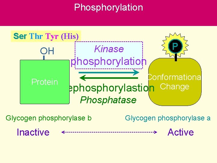 Phosphorylation Ser Thr Tyr (His) OH P Kinase phosphorylation Conformational Protein dephosphorylastion Change Phosphatase