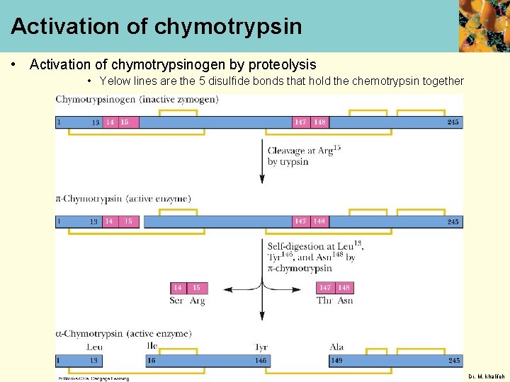 Activation of chymotrypsin • Activation of chymotrypsinogen by proteolysis • Yelow lines are the