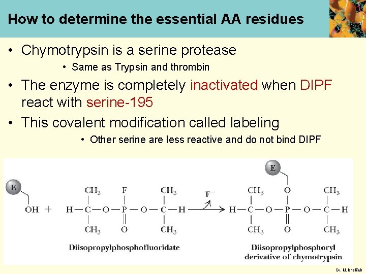 How to determine the essential AA residues • Chymotrypsin is a serine protease •