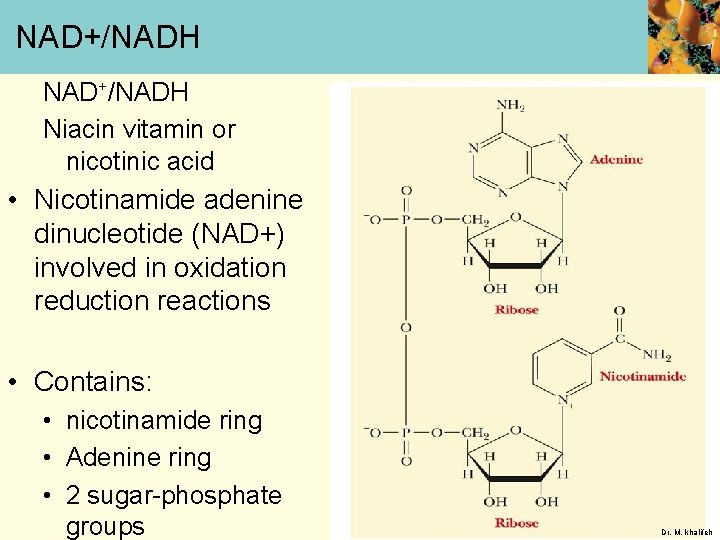 NAD+/NADH Niacin vitamin or nicotinic acid • Nicotinamide adenine dinucleotide (NAD+) involved in oxidation