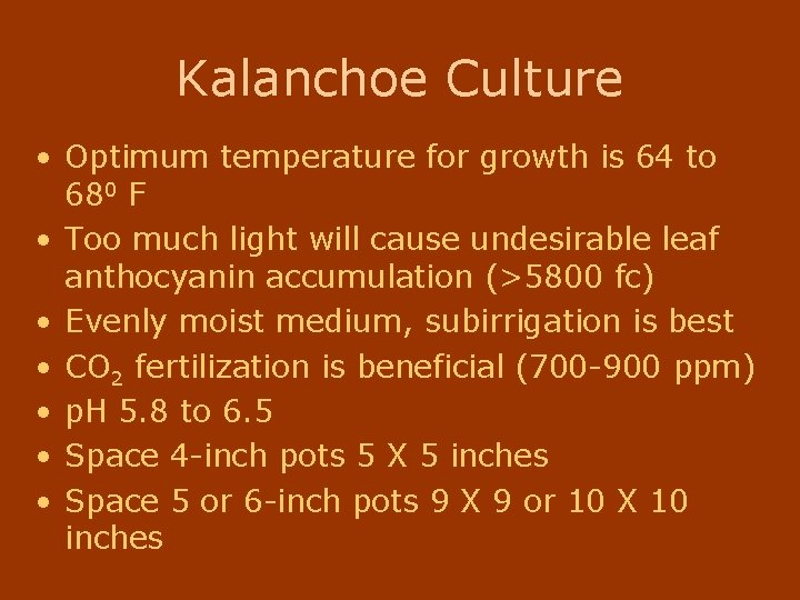 Kalanchoe Culture • Optimum temperature for growth is 64 to 680 F • Too