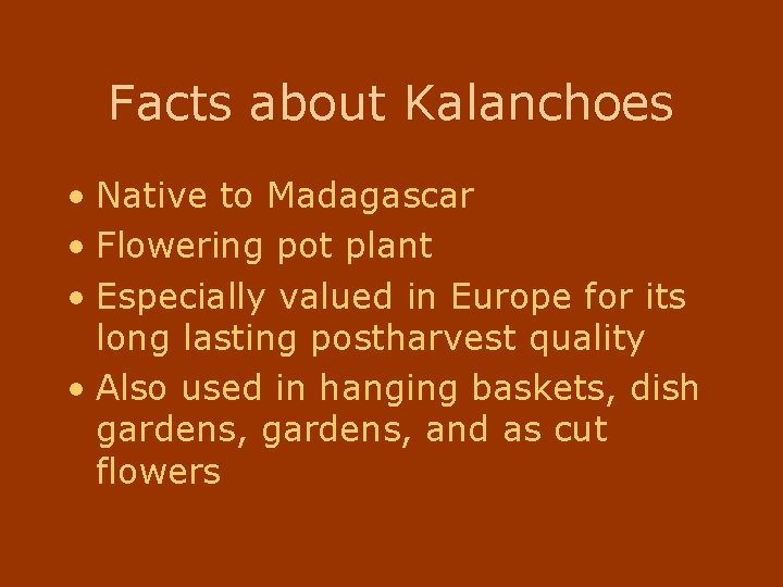 Facts about Kalanchoes • Native to Madagascar • Flowering pot plant • Especially valued