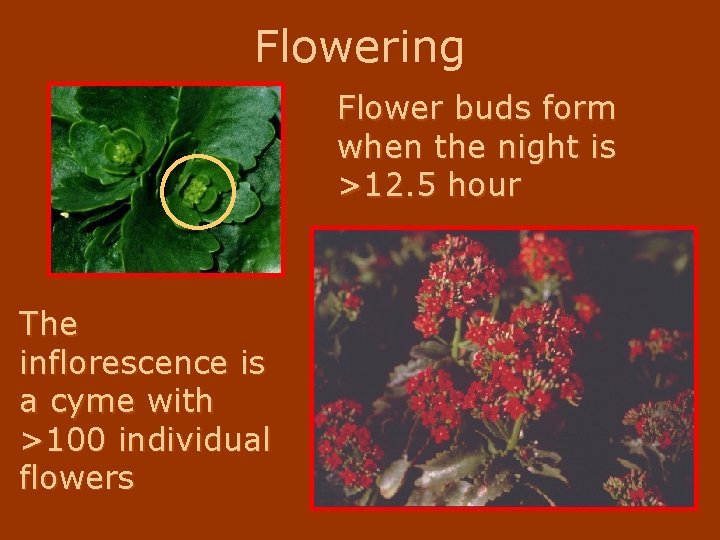 Flowering Flower buds form when the night is >12. 5 hour The inflorescence is