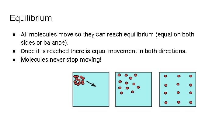 Equilibrium ● All molecules move so they can reach equilibrium (equal on both sides