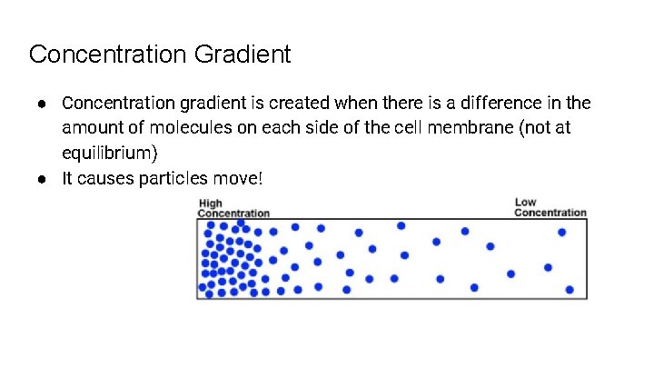 Concentration Gradient ● Concentration gradient is created when there is a difference in the