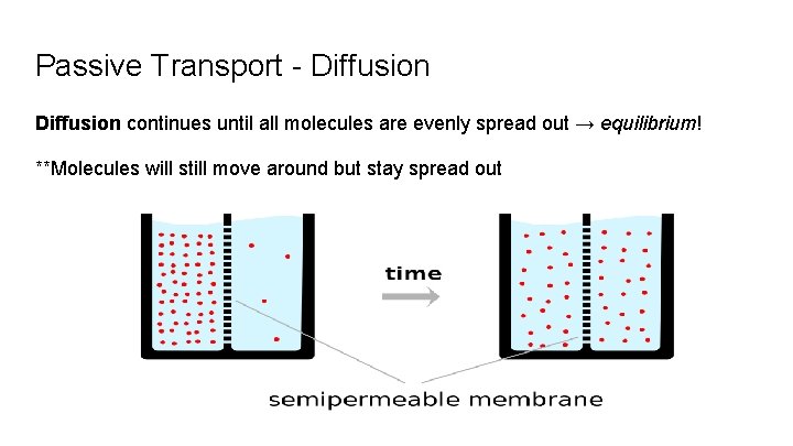 Passive Transport - Diffusion continues until all molecules are evenly spread out → equilibrium!