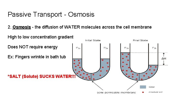 Passive Transport - Osmosis 2. Osmosis - the diffusion of WATER molecules across the