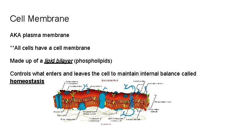 Cell Membrane AKA plasma membrane **All cells have a cell membrane Made up of