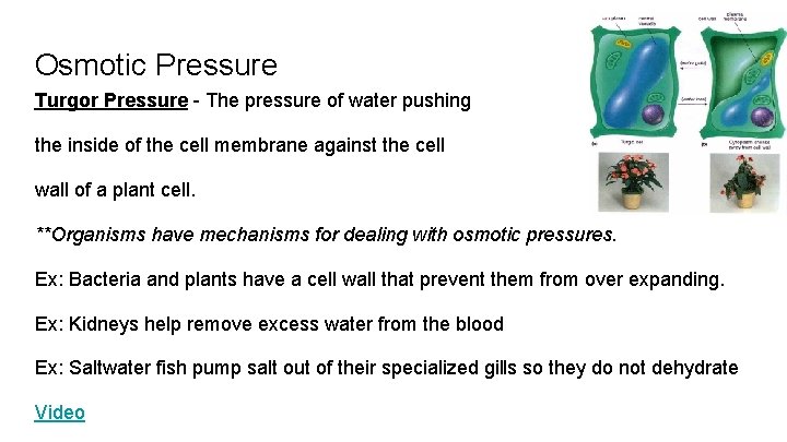 Osmotic Pressure Turgor Pressure - The pressure of water pushing the inside of the