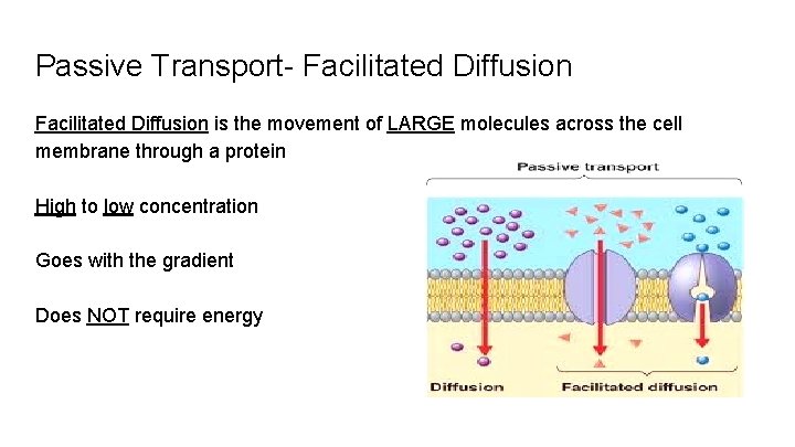 Passive Transport- Facilitated Diffusion is the movement of LARGE molecules across the cell membrane