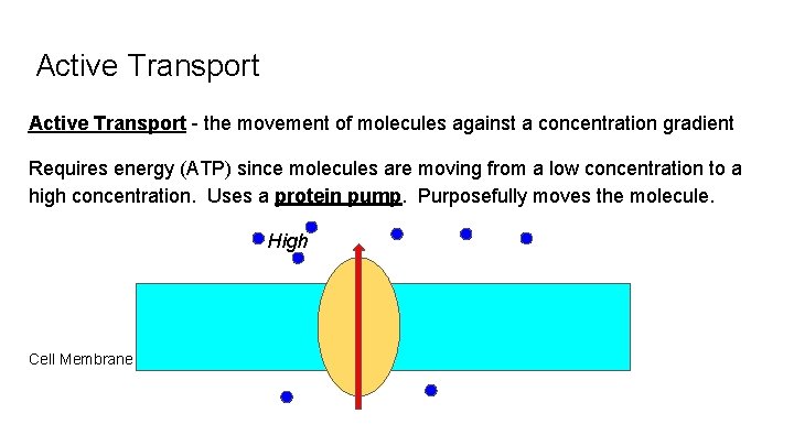 Active Transport - the movement of molecules against a concentration gradient Requires energy (ATP)