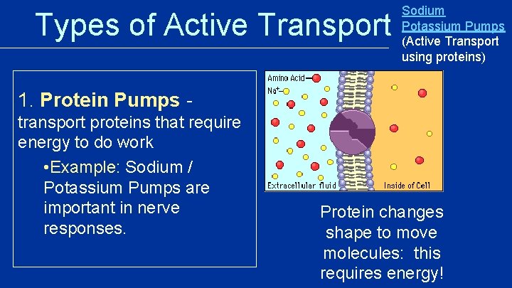 Types of Active Transport Sodium Potassium Pumps (Active Transport using proteins) 1. Protein Pumps