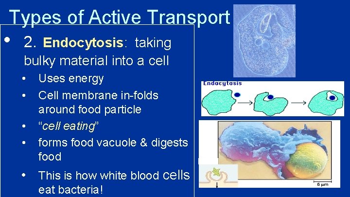 Types of Active Transport • 2. Endocytosis: taking bulky material into a cell •