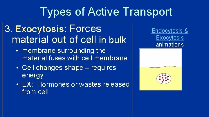 Types of Active Transport 3. Exocytosis: Forces material out of cell in bulk •