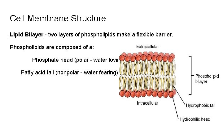 Cell Membrane Structure Lipid Bilayer - two layers of phospholipids make a flexible barrier.