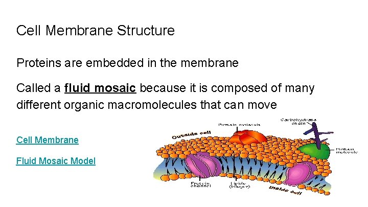 Cell Membrane Structure Proteins are embedded in the membrane Called a fluid mosaic because