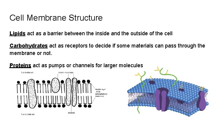 Cell Membrane Structure Lipids act as a barrier between the inside and the outside