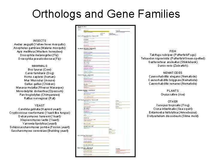 Orthologs and Gene Families INSECTS Aedes aegypti (Yellow fever mosquito) Anopheles gambiae (Malaria mosquito)