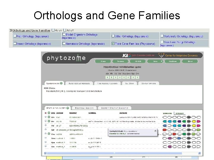 Orthologs and Gene Families 