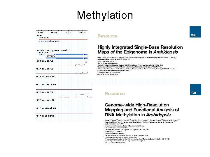 Methylation 