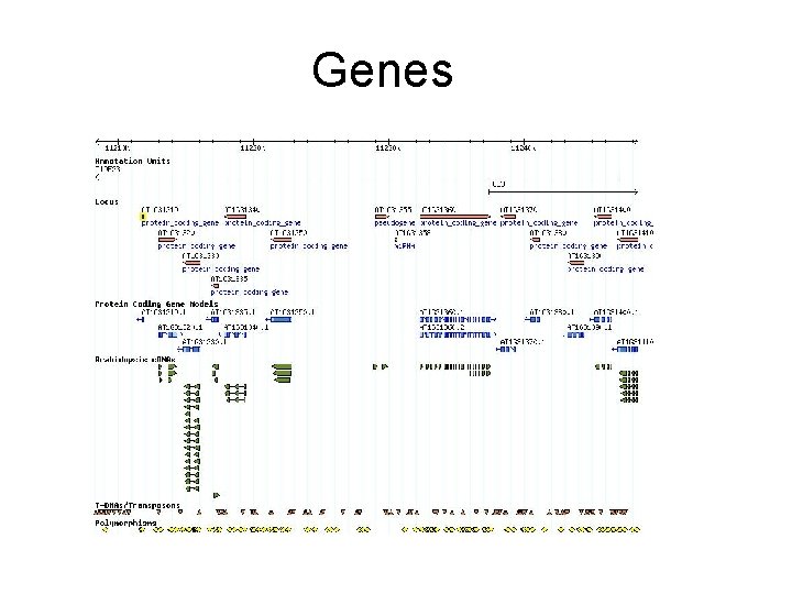 Genes 