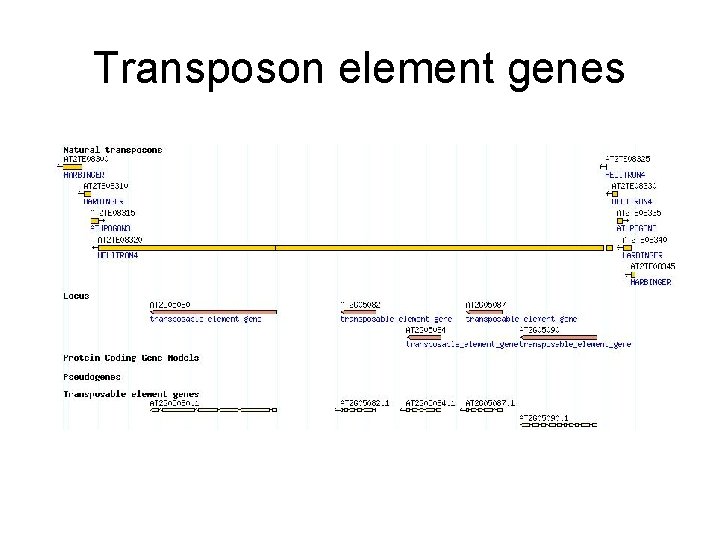 Transposon element genes 