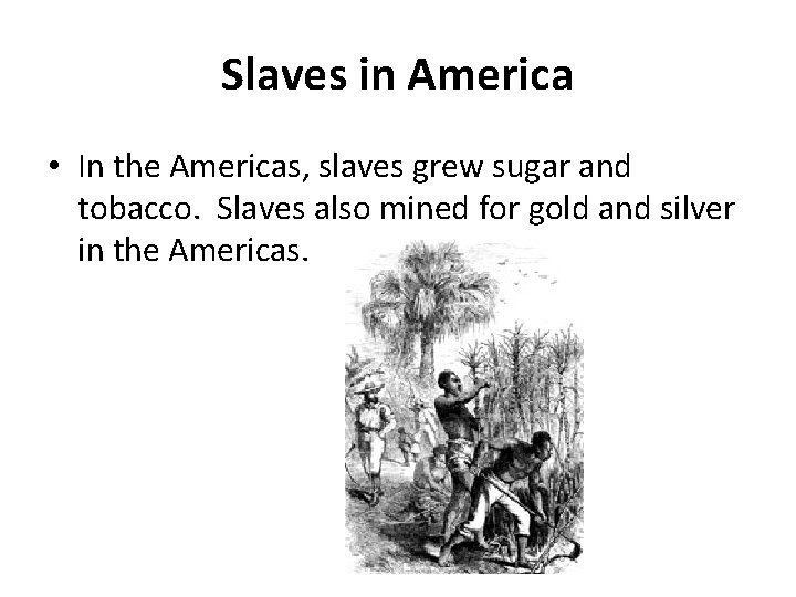 Slaves in America • In the Americas, slaves grew sugar and tobacco. Slaves also