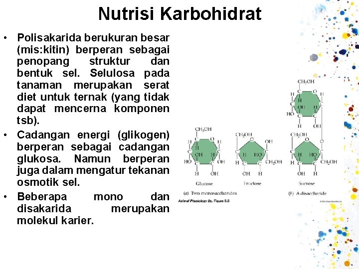 Nutrisi Karbohidrat • Polisakarida berukuran besar (mis: kitin) berperan sebagai penopang struktur dan bentuk